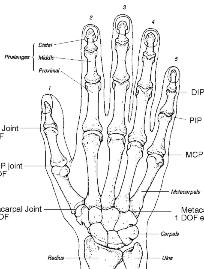 skeleton hand (jpeg 1.4k)