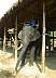 elephant2.jpg