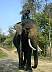 elephant3.jpg