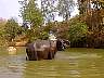 elephant4.jpg