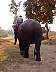 elephant6.jpg