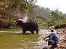 elephant.jpg